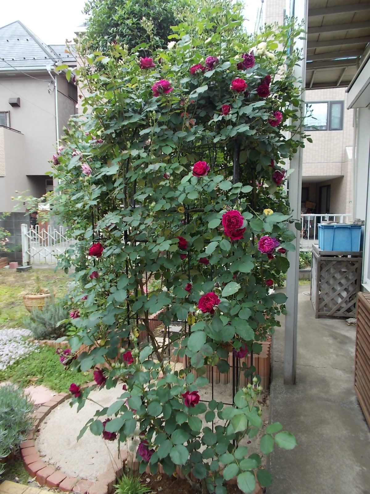オデュッセイア 品種紹介 バラを咲かせることが好き 楽天ブログ