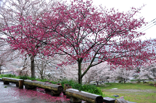 桜２