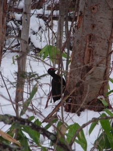 2017-11-28-kuma1 (1).JPG