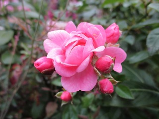 IMG_3226ss.jpg