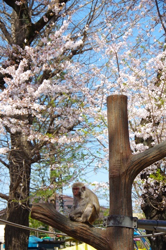 井の頭自然文化園