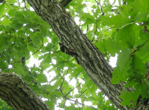 06-21akagera (2).JPG