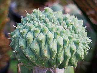 菊水綴化と菊水モンストなど | ☆ガマンマの ニク・サボ栽培☆ - 楽天