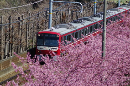 三浦海岸の河津桜と電車