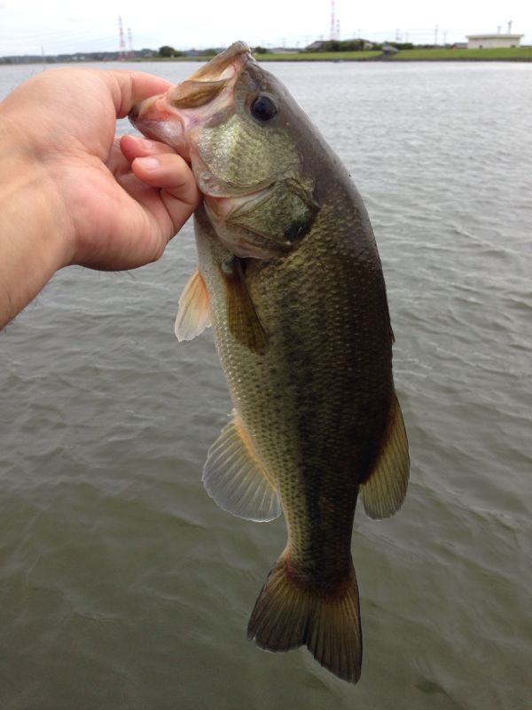 rblog-20140628125653-01.jpg