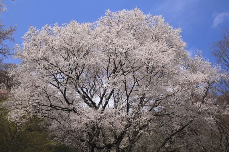 黒川桜の森_004微笑み桜。青空.jpg
