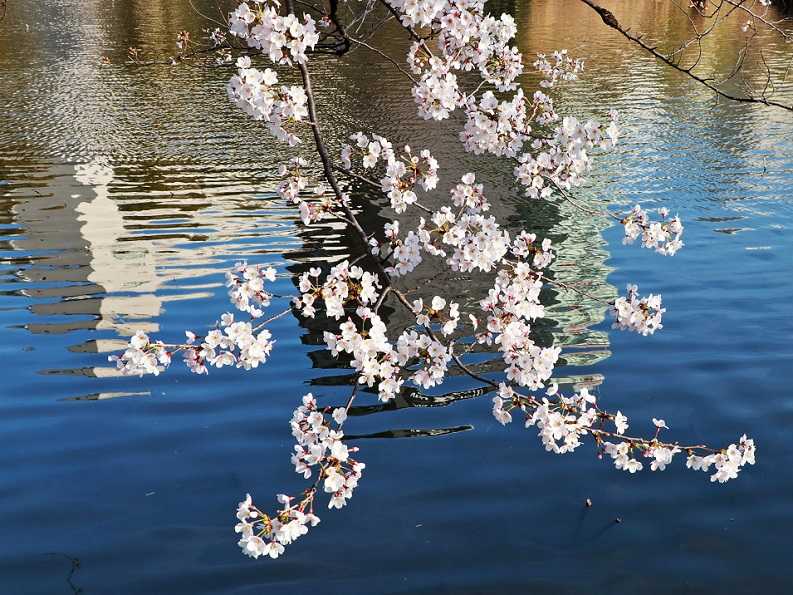 不忍池 スワンの花見 清多夢くらぶ 楽天ブログ