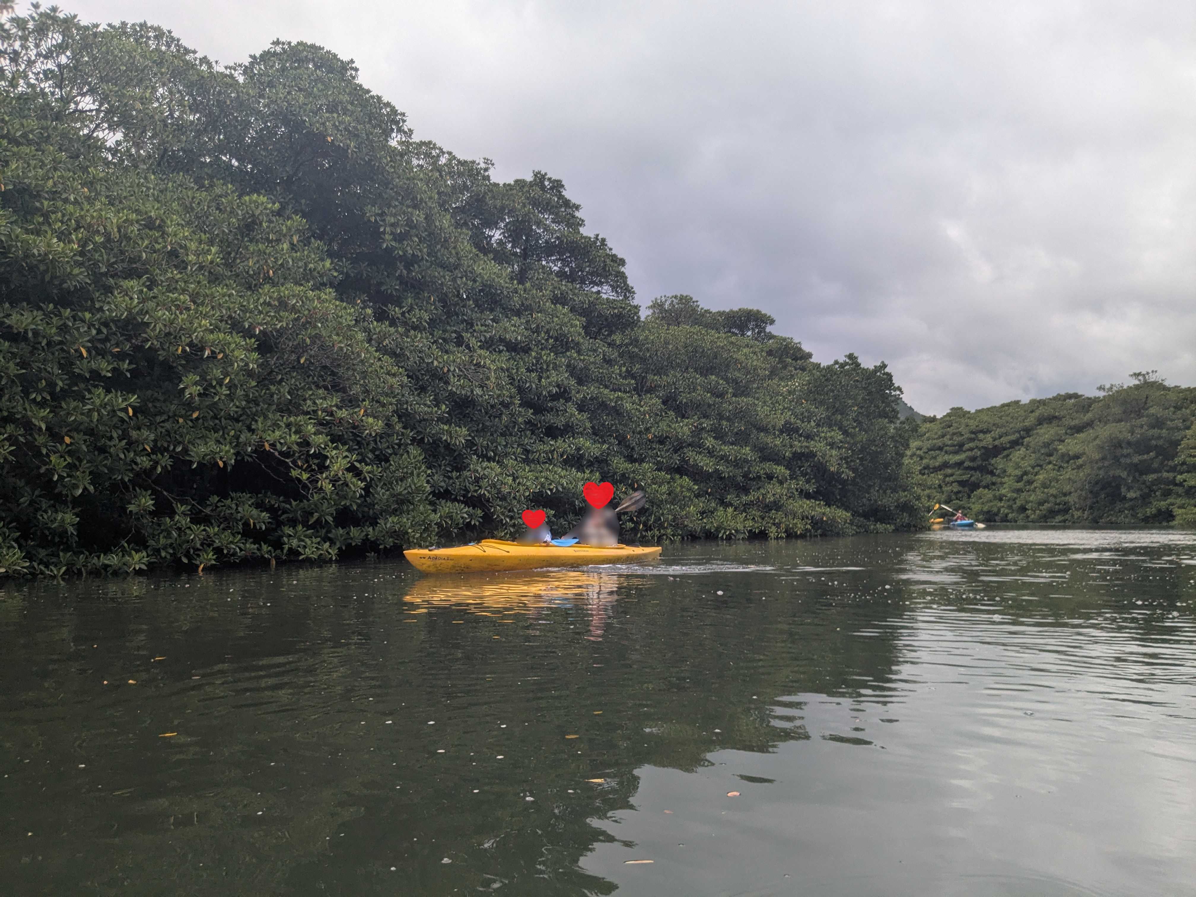 西表島　子連れアクティビティ　マングローブをカヤックで