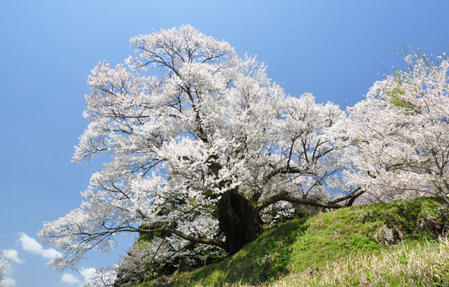 桜７