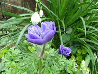 IMG_0797ss.jpg