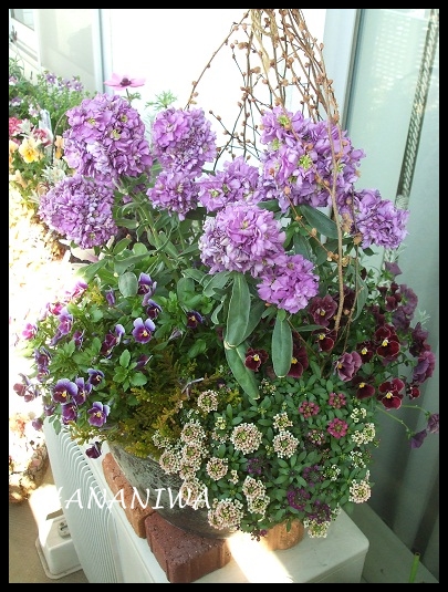 ラベンダーストックの寄せ植え１２０４１２.JPG