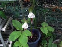 誕生花のないユキモチソウ 雪餅草 の花言葉 苦難の中での力 栄養状態で性転換するユニークな花 弥生おばさんのガーデニングノート 花と緑の365日 楽天ブログ 誕生花のないユキモチソウ 雪餅草 の花言葉 苦難の中での力 栄養状態で性転換するユニークな花 弥生おばさんのガーデニングノート 花と緑の365日 楽天ブログ