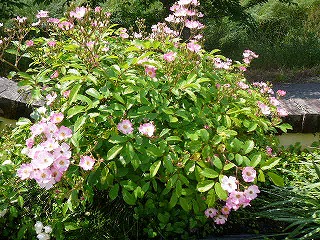 P1300139ss.jpg