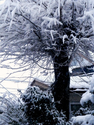 雪景色　2　１．１　2015　