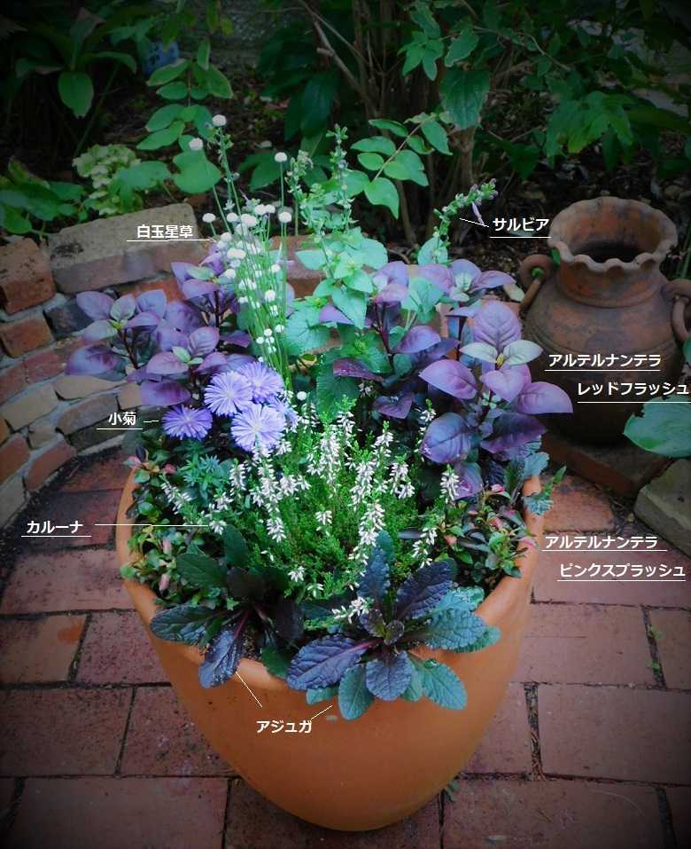 秋の寄せ植え｜素敵につくるコツとは？おすすめの花10選