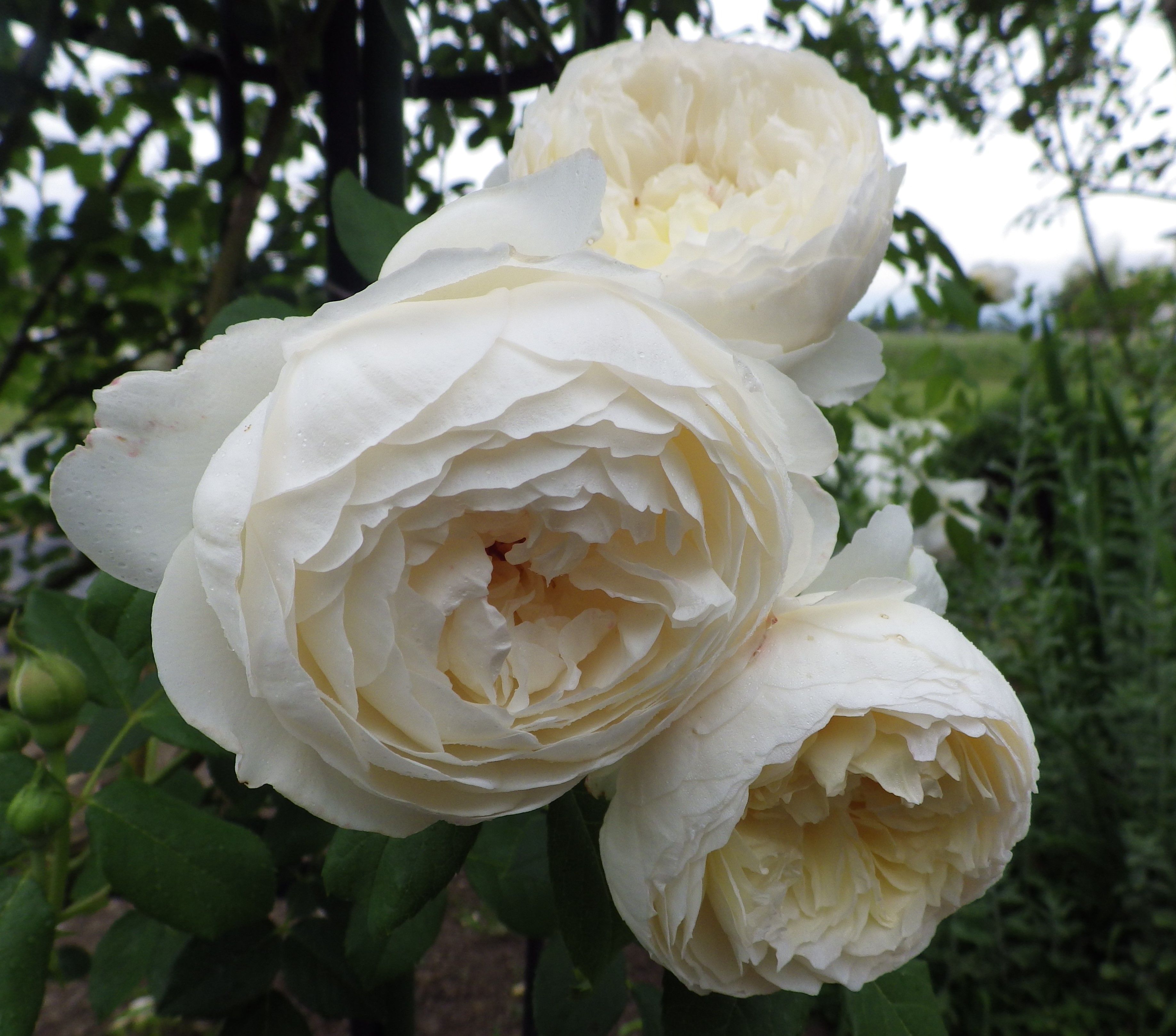 オベリスクからフェンスに変えてみました 農家のバラ庭日記 楽天ブログ