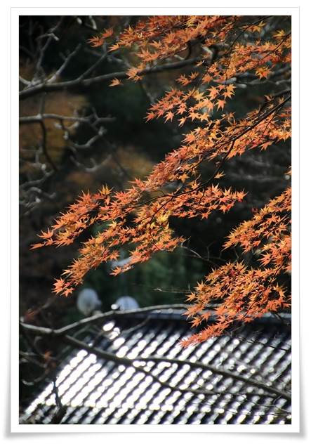 卯辰山花菖蒲園-17 坂道の途中のモミジ 15.12.9