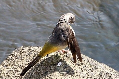 野鳥の写真 Shige Happy の 気まぐれ写真日記 楽天ブログ