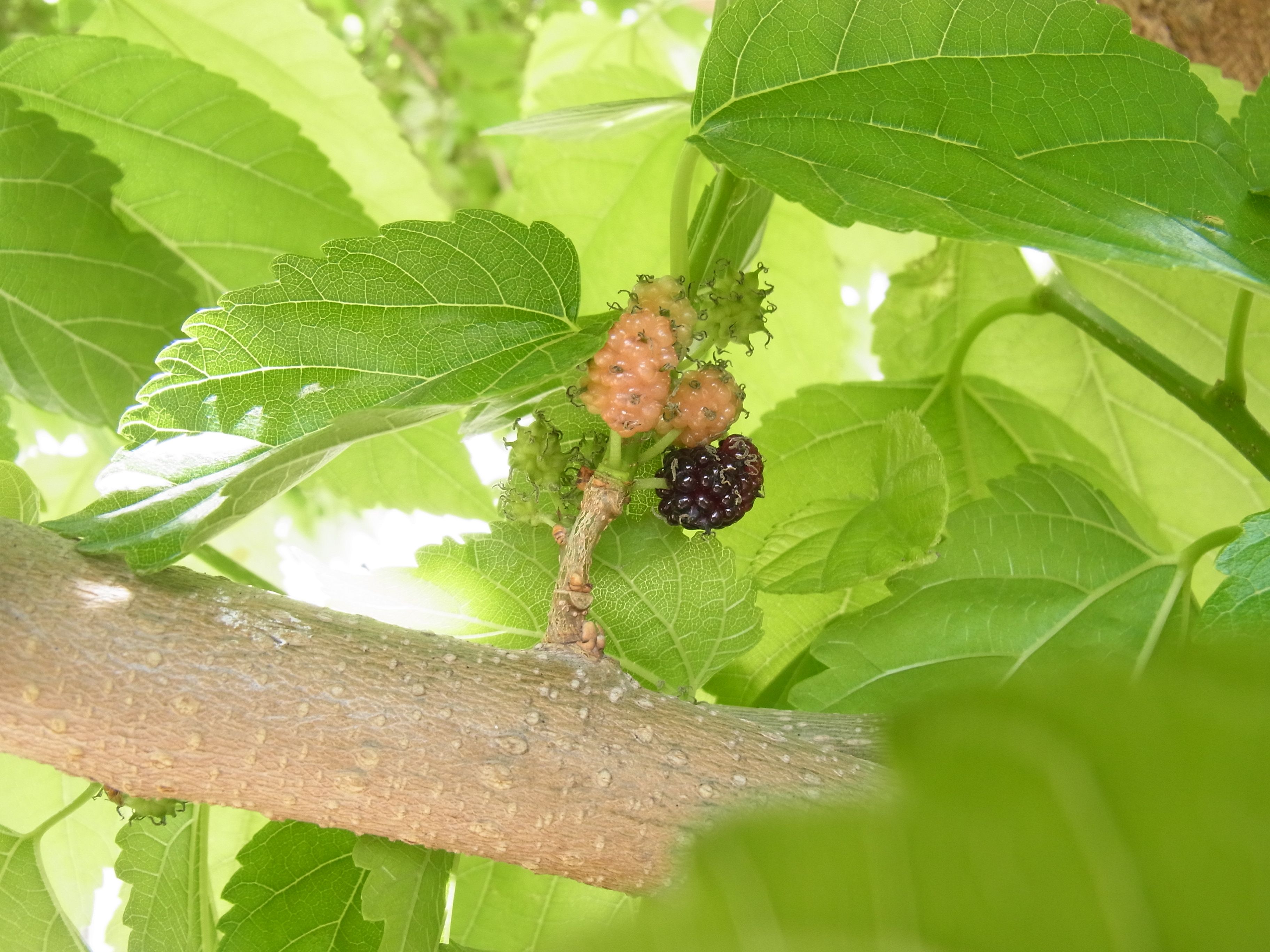 桑の実 夢みるきのこ 楽天ブログ