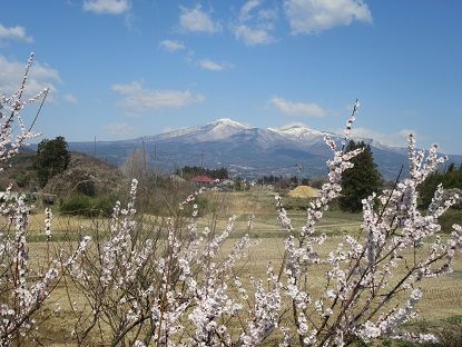 サクラの前に梅の花 オヤヂの田舎暮らし新 楽天ブログ