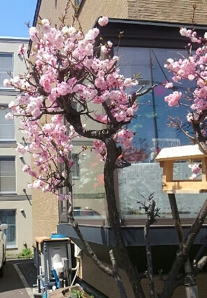 宮ノ森の桜.jpg