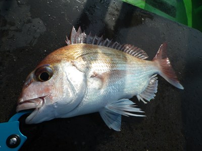 IMGP4211.JPG
