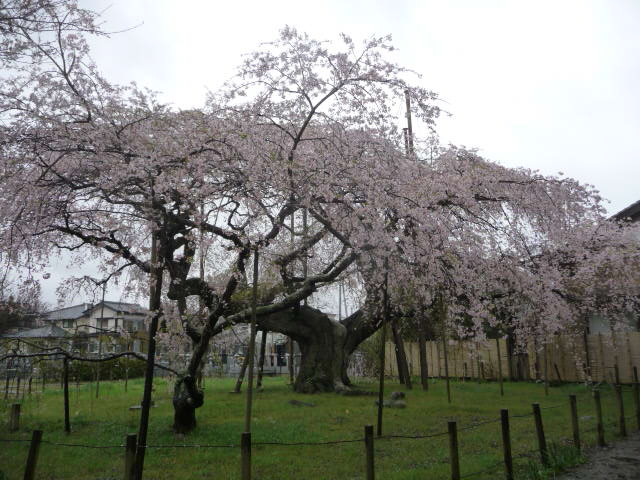 446 しだれ桜