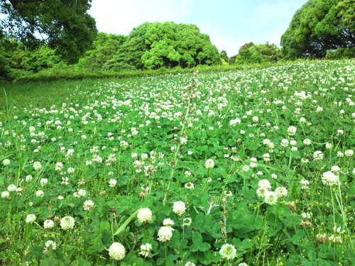 greencarpet