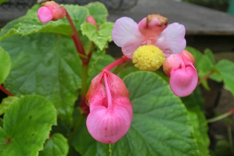 シュウカイドウ