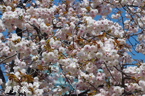 旧芝離宮恩賜庭園