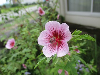 IMG_9587ss.jpg