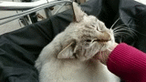 自転車カゴの猫