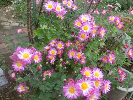 レンガ道の小菊