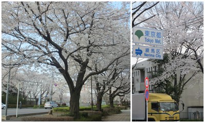 お花見２０１２「中央公園・和光樹林公園・新座緑道」1.jpg