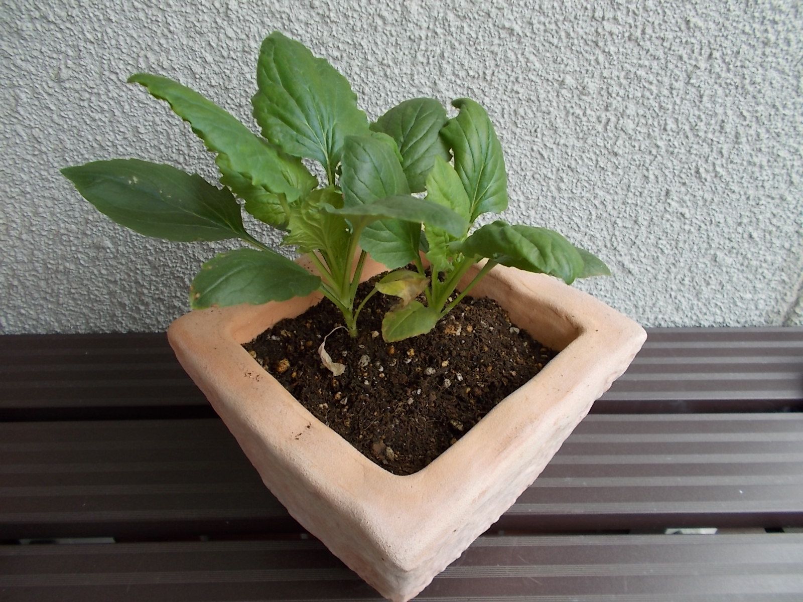 種から育てたアスターを鉢に植えました バラを咲かせることが好き 楽天ブログ