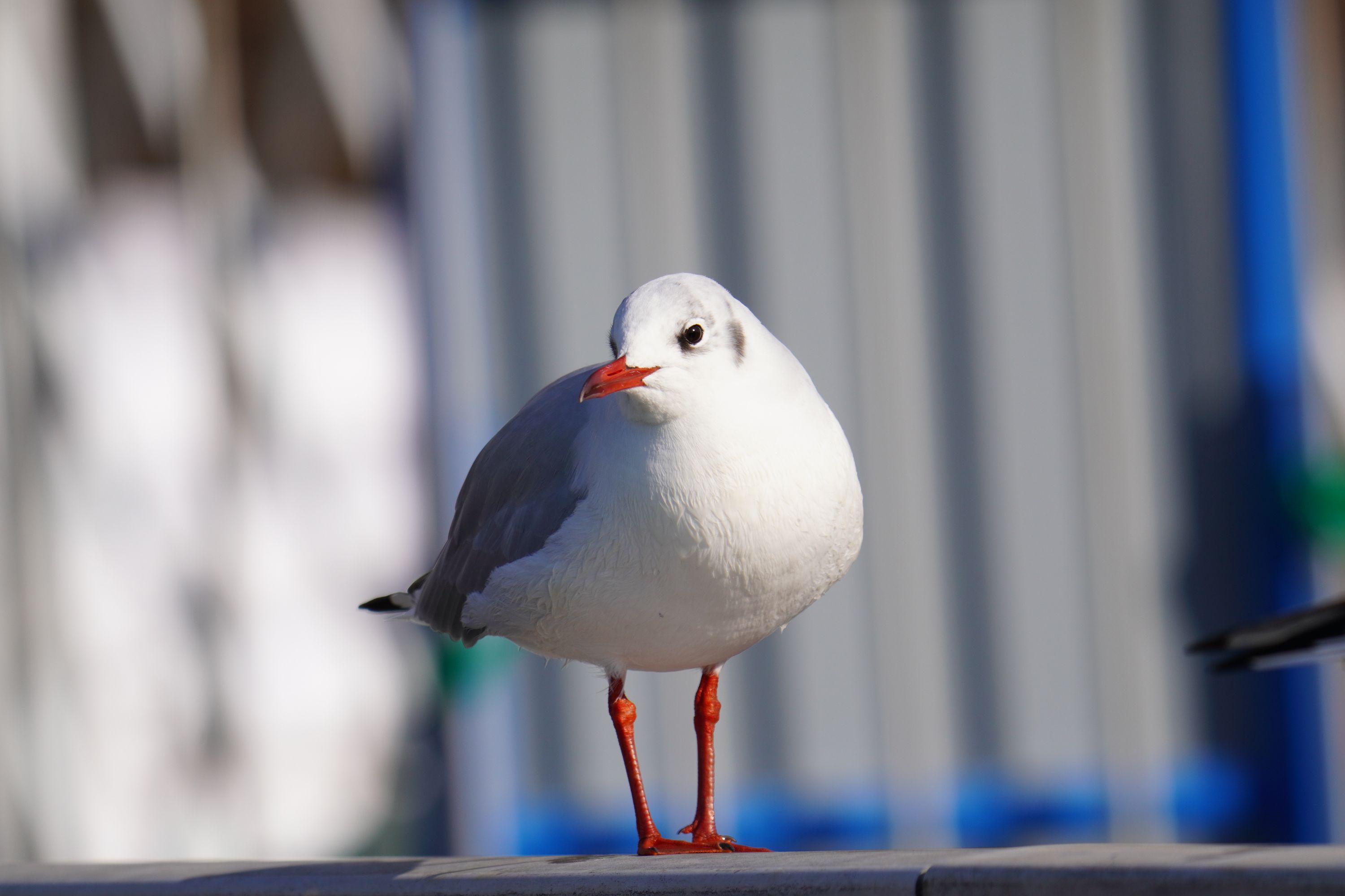 近所の川で「ユリカモメ」と「カワセミ」を撮る | 野鳥～身近な野鳥を撮る～ - 楽天ブログ