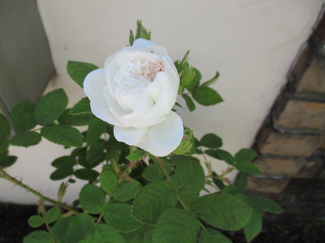 IMG_3964ss.jpg