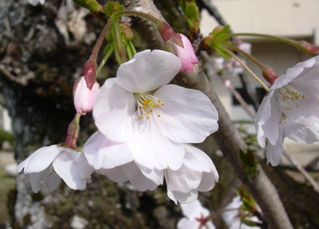 桜の花三題 花と蕎麦とリハビリと 楽天ブログ