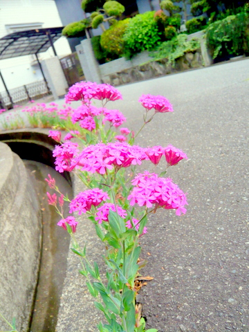 道路沿いのムシトリナデシコ