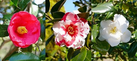 伊豆大島　椿園　大島公園　椿まつり　椿