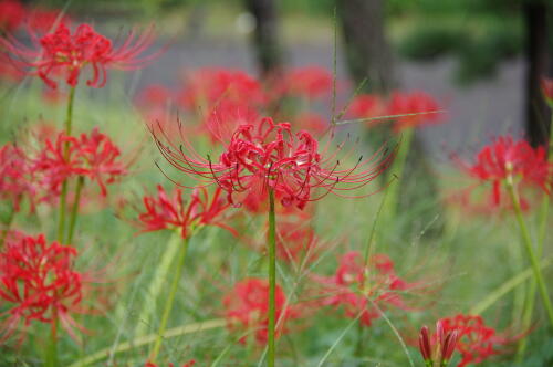 日比谷公園のにて