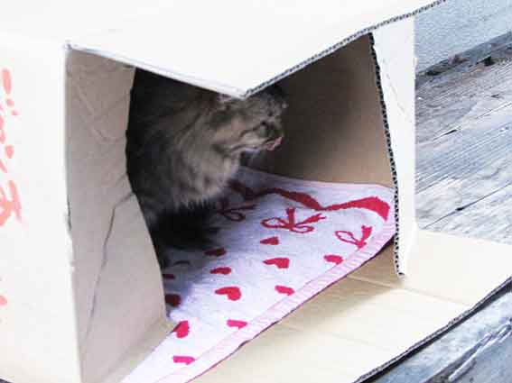 我が家のニャンコ♪2015/12/12-3