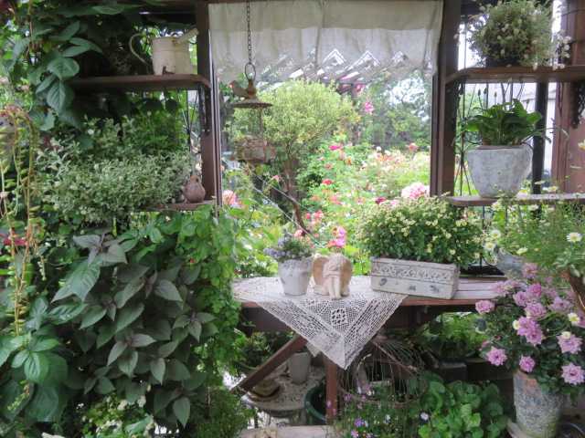 艸 雨の一日久しぶりに自分の庭を堪能 雨で傷む花殻摘みも楽しむ ばぁばの薔薇の花園 楽天ブログ