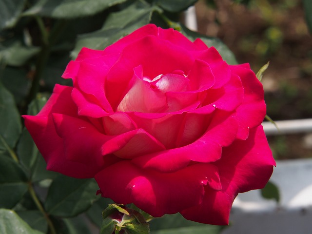 P5140490.jpg