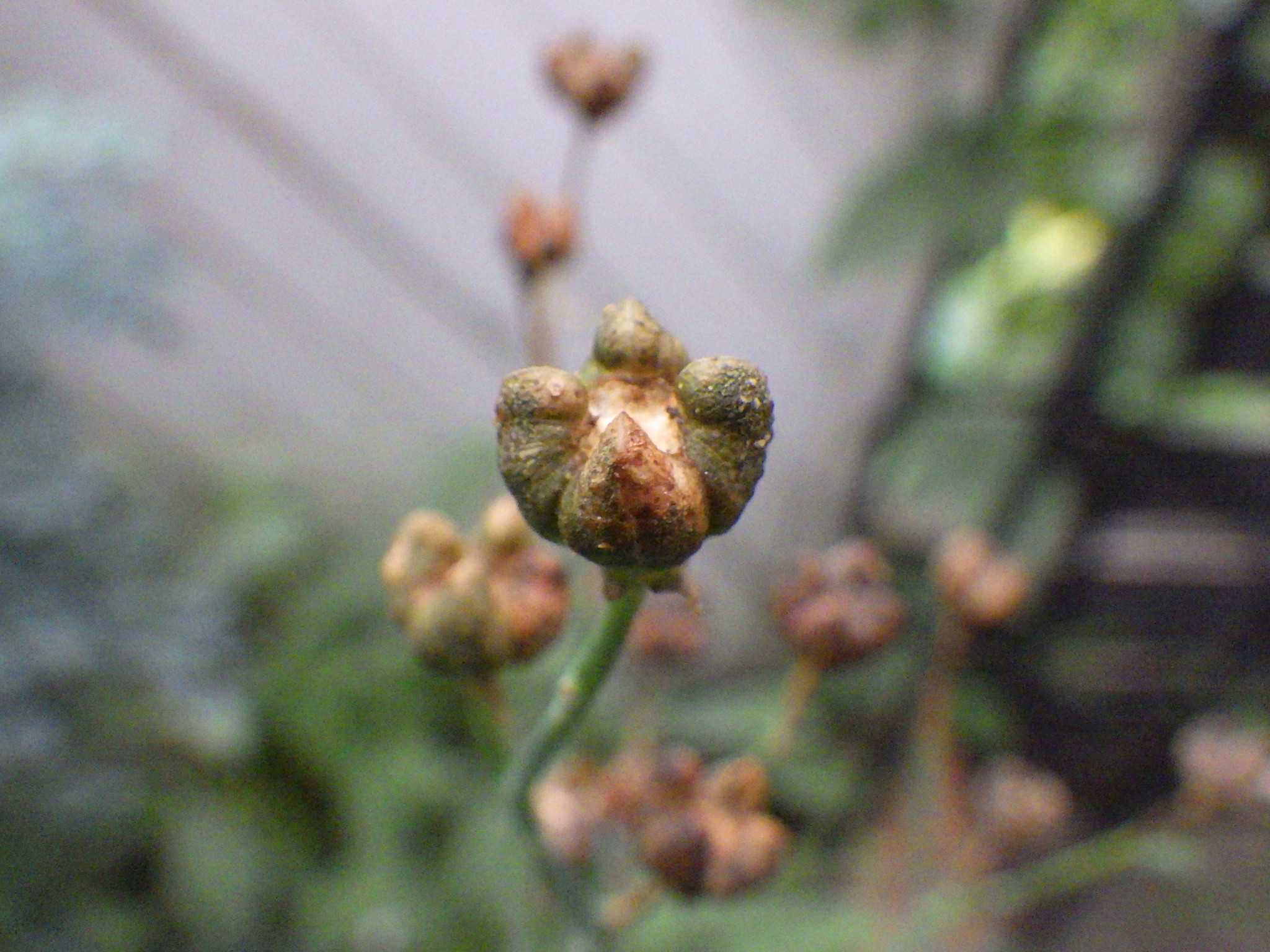 ヘンルーダの実 その後 バラを咲かせることが好き 楽天ブログ