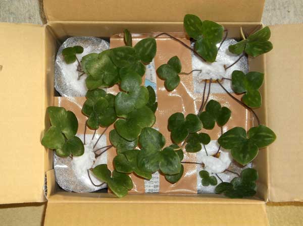 syukka.jpg