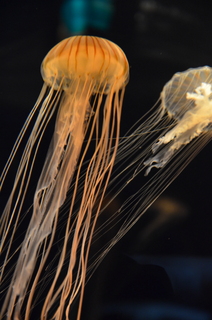 DSC_7657.JPG