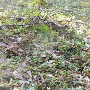 P1040036.JPG