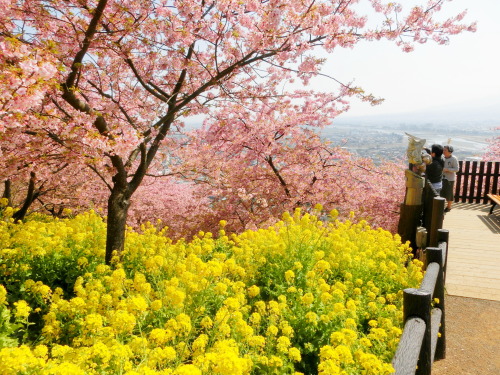 新松田のカワズザクラ　河津桜　を今年も観に行きました。