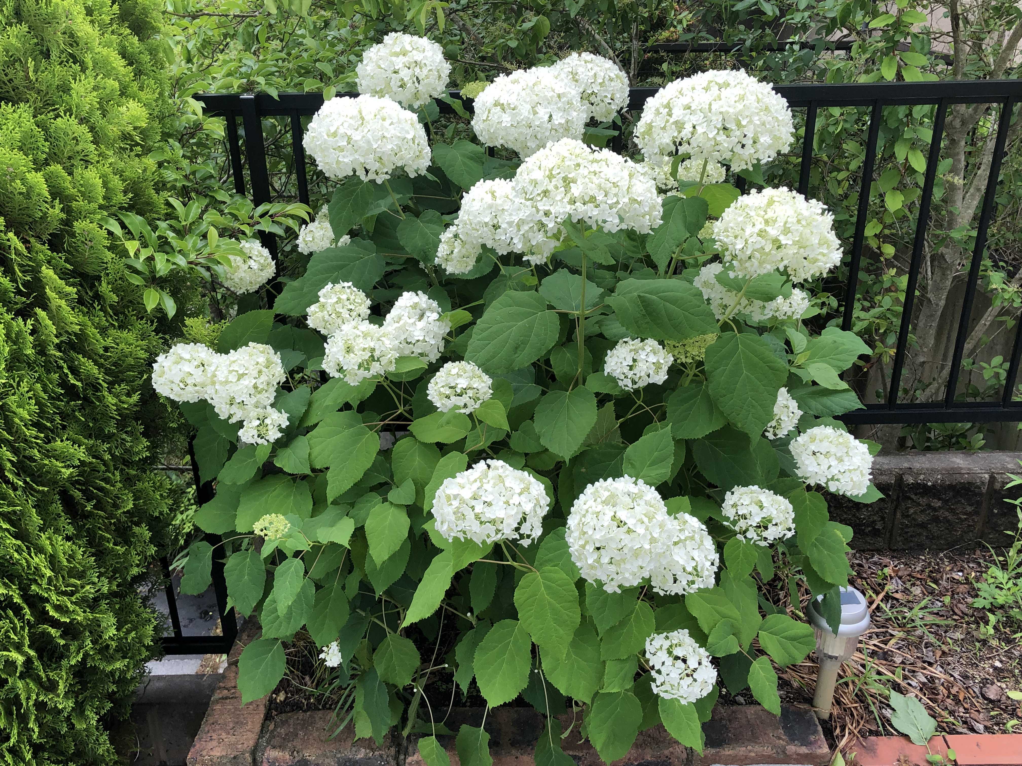 秋咲き紫陽花の剪定 走り人のブログ 楽天ブログ